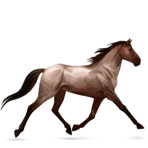 cheval de selle hanovrien rouan