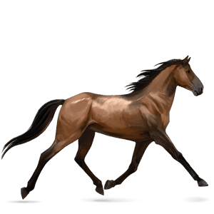 cheval de selle arabe bai cerise