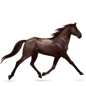 cheval de selle anglo-arabe alezan brûlé