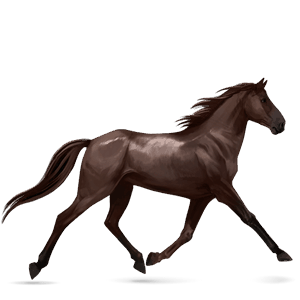 cheval de selle donskaya noir