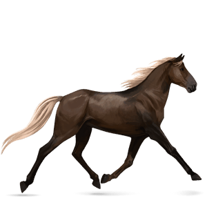 cheval de selle quarter horse gris clair