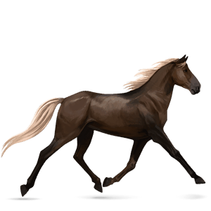 cheval de selle arabe gris pommelé