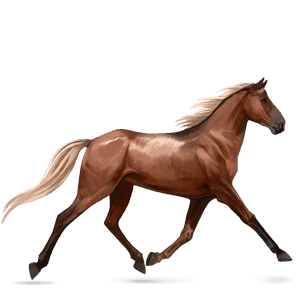 cheval de selle holstein noir