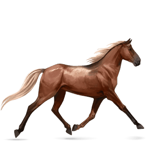 cheval de selle shagya alezan