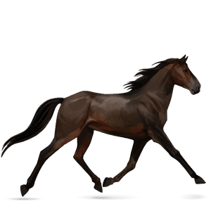 cheval de selle hanovrien bai