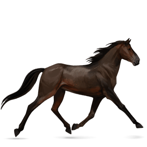 cheval de selle selle français bai brûlé