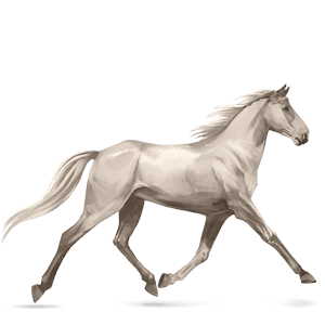 cheval de selle appaloosa spotted noir