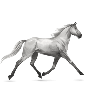 cheval de selle trotteur orlov gris clair