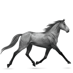 cheval de selle trotteur orlov gris pommelé