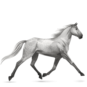 cheval de selle mangalarga marchador gris clair