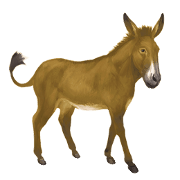 Âne Âne commun marron
