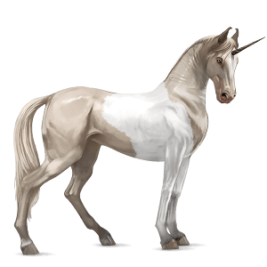 licorne de selle marwari pie tobiano cremello