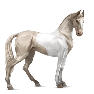 cheval de selle marwari pie tobiano cremello