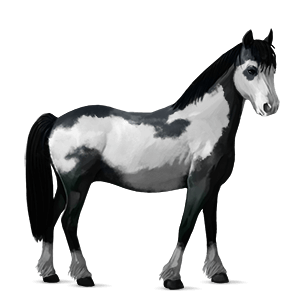 poney quarter pony bai