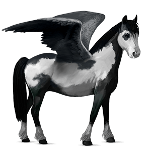 poney pégase quarter pony bai cerise