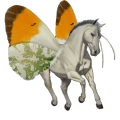cheval de selle criollo argentin gris clair