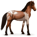 cheval sauvage barbe abaco
