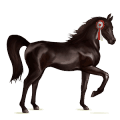 cheval de selle akhal-téké bai cerise