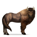 cheval sauvage bison