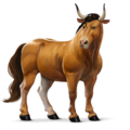 cheval sauvage boeuf