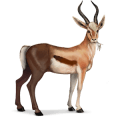 cheval sauvage gazelle