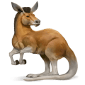 cheval sauvage kangourou