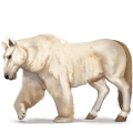 cheval sauvage ours polaire