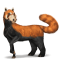 cheval sauvage panda roux
