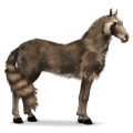 cheval sauvage raton laveur