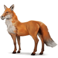 cheval sauvage renard