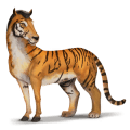cheval sauvage tigre