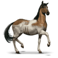 cheval sauvage chincoteague