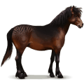cheval sauvage dartmoor