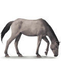 cheval sauvage poney dülmen