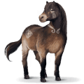 cheval sauvage exmoor