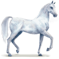 cheval de l'eau givre
