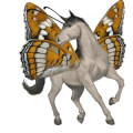 cheval de selle criollo argentin bai brûlé