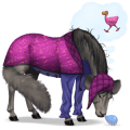 cheval de selle kwpn gris pommelé