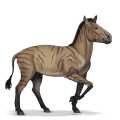 cheval préhistorique hipparion