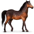 cheval sauvage kaimanawa