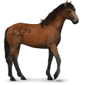 cheval sauvage kundudo