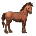 poney fjord brunblakk