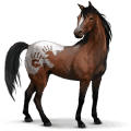 cheval sauvage spanish mustang
