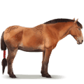cheval sauvage cheval de nangchen