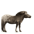 poney kerry bog pie tobiano alezan