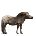 cheval de selle marwari bai