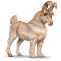 cheval sauvage angora anglais