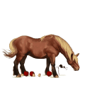 cheval de selle bai cerise