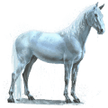 cheval de l'eau pluie