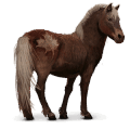 cheval sauvage poney de l'île de sable